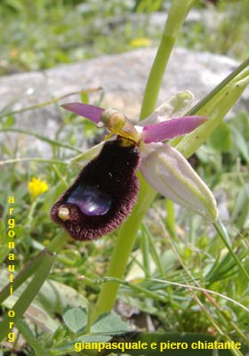 ophrys bertolonii