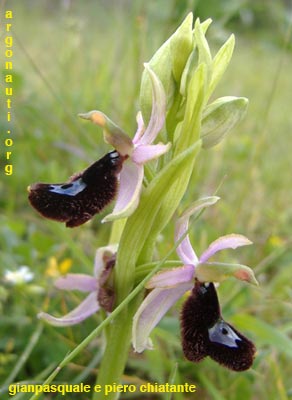 ophrys bertolonii