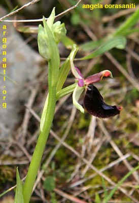 ophrys bertolonii
