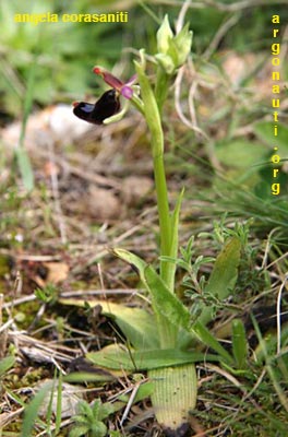 ophrys bertolonii