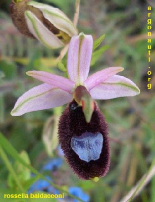 ophrys bertolonii