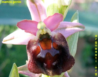 ophrys biscutella