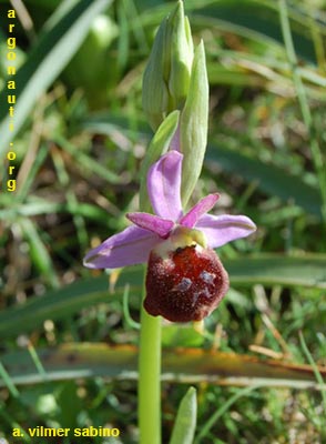 ophrys biscutella