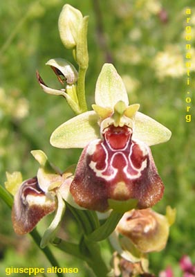 ophrys celiensis