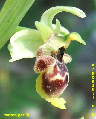 ophrys conradiae