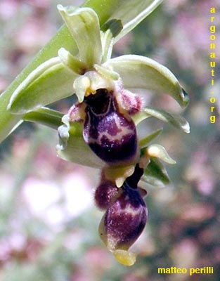 ophrys conradiae