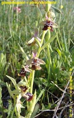 ophrys gracilis