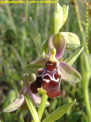 ophrys gracilis
