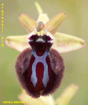 ophrys incubacea