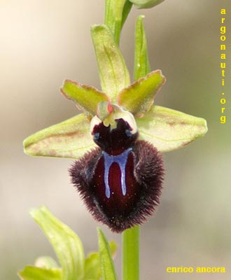 ophrys incubacea