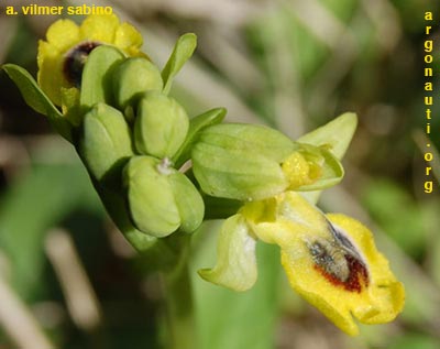 ophrys lutea