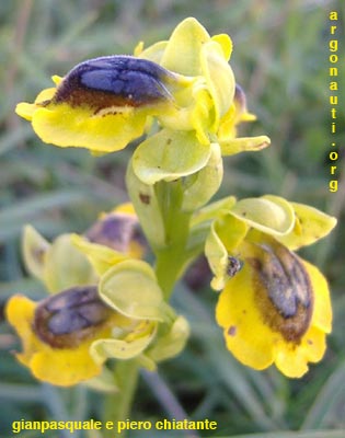 ophrys lutea