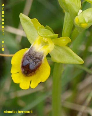 ophrys lutea