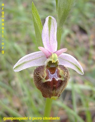 ophrys parvimaculata