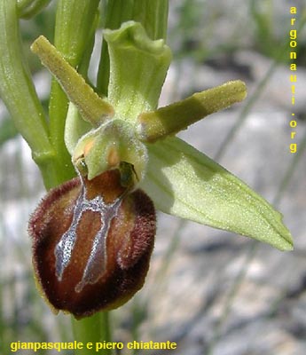 ophrys sphegodes