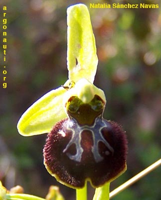 ophrys sphegodes