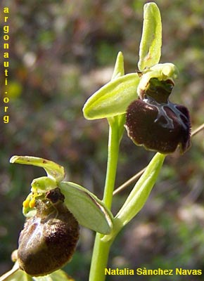 ophrys sphegodes