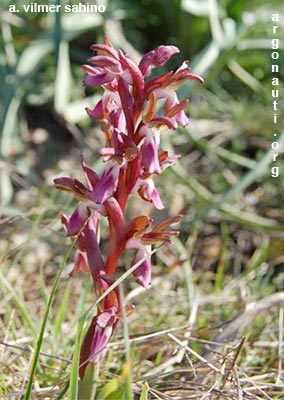 orchis collina