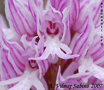 orchis italica