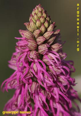 orchis italica