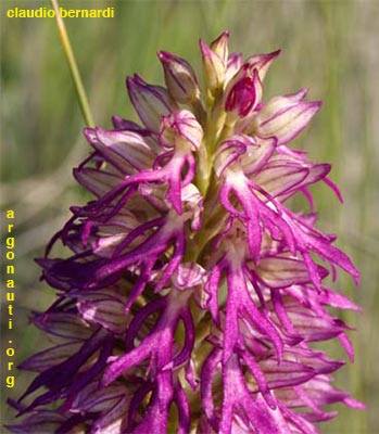 orchis italica