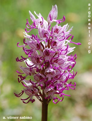 orchis simia