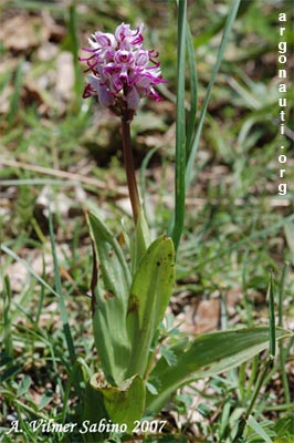 orchis simia