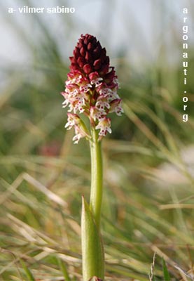 orchis ustulata