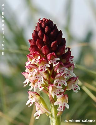 orchis ustulata
