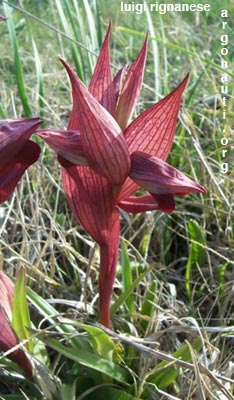 serapias apulica