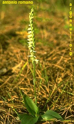 spiranthes spirales