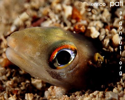 ariosoma grongo delle baleari