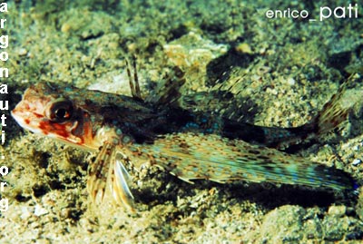 dactylopterus pesce civetta