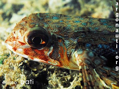 dactylopterus pesce civetta