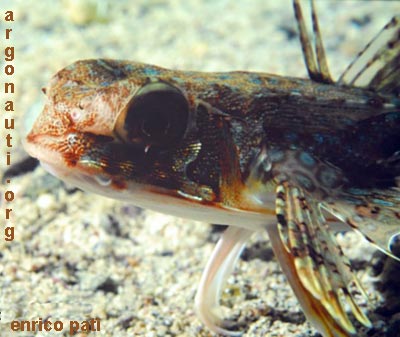 dactylopterus pesce civetta