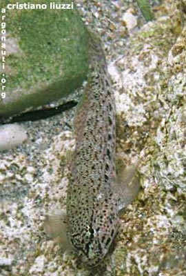 gobius bucchichi