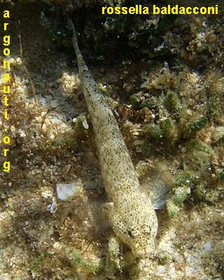 gobius bucchichi