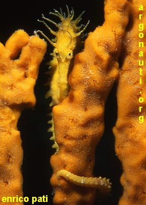 hippocampus cavalluccio marino