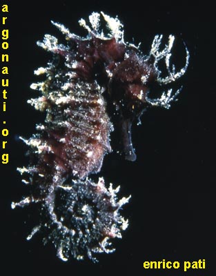 hippocampus cavalluccio marino