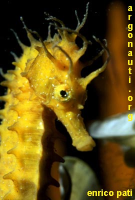 hippocampus cavalluccio marino