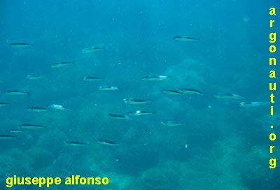 latterino Atherina