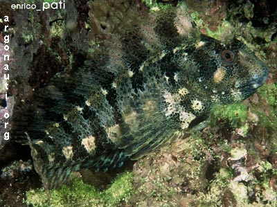 parablennius bavosa