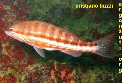 serranus perchia