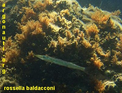 sphyraena barracuda