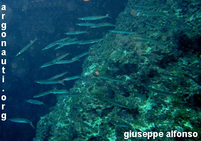 sphyraena barracuda