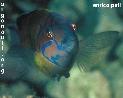 thalassoma donzella pavonina