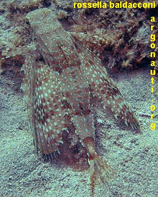 dactylopterus pesce civetta