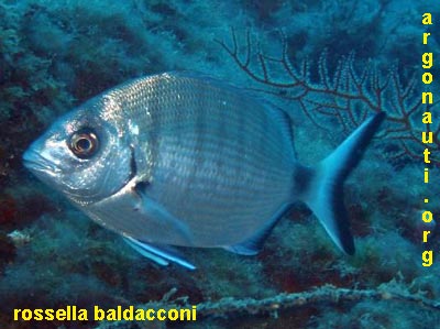 diplodus sarago maggiore