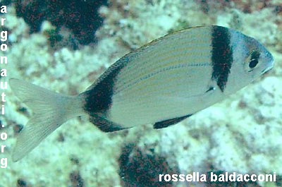 diplodus sarago fasciato