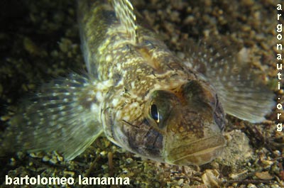 gobius  ghiozzo geniporo